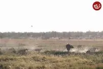 (ویدئو) بوفالوی بی‌حواس وارد لانه شیر‌ها شد و در محاصره قرار گرفت!