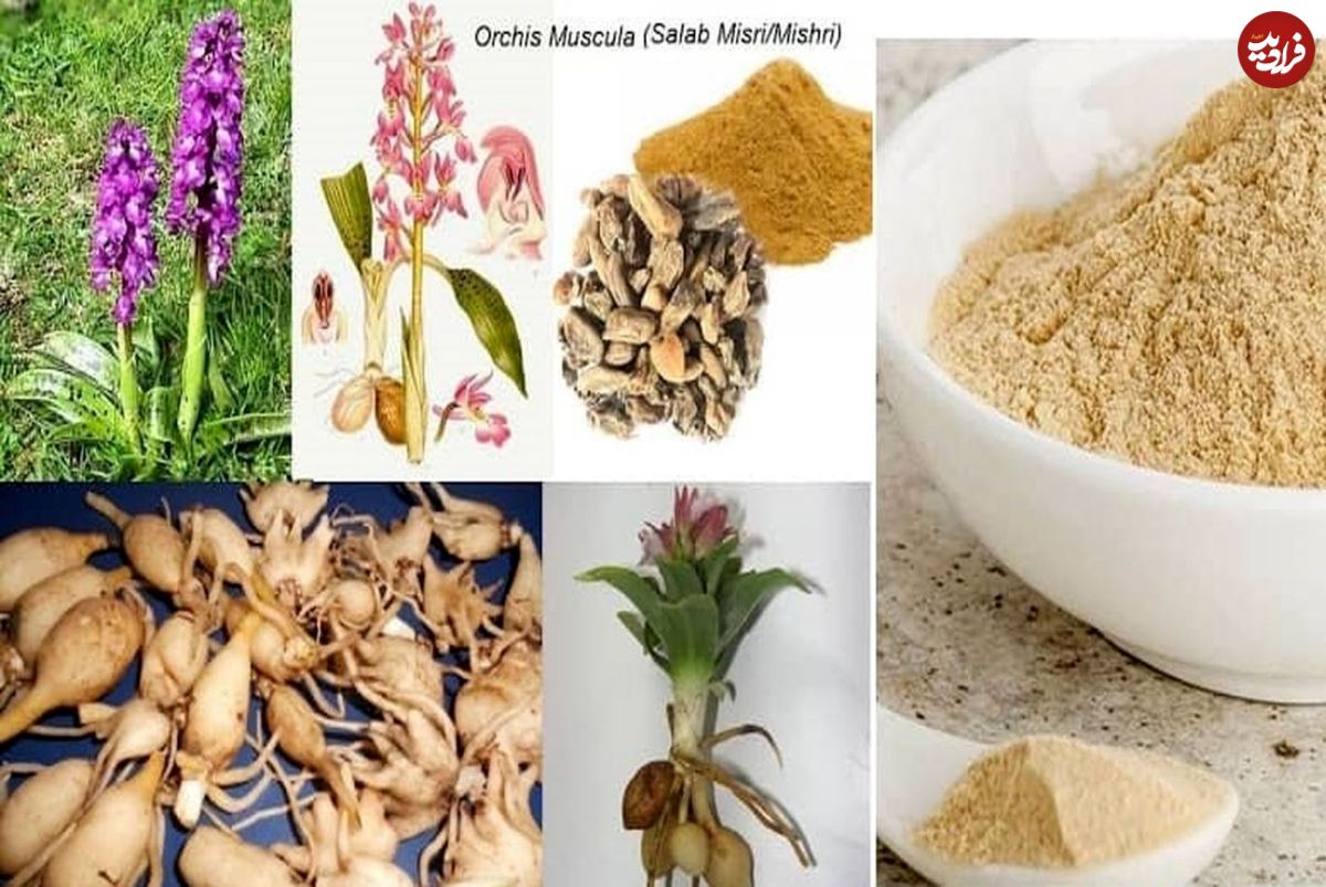 خواص شگفتانگیز گیاه ثعلب