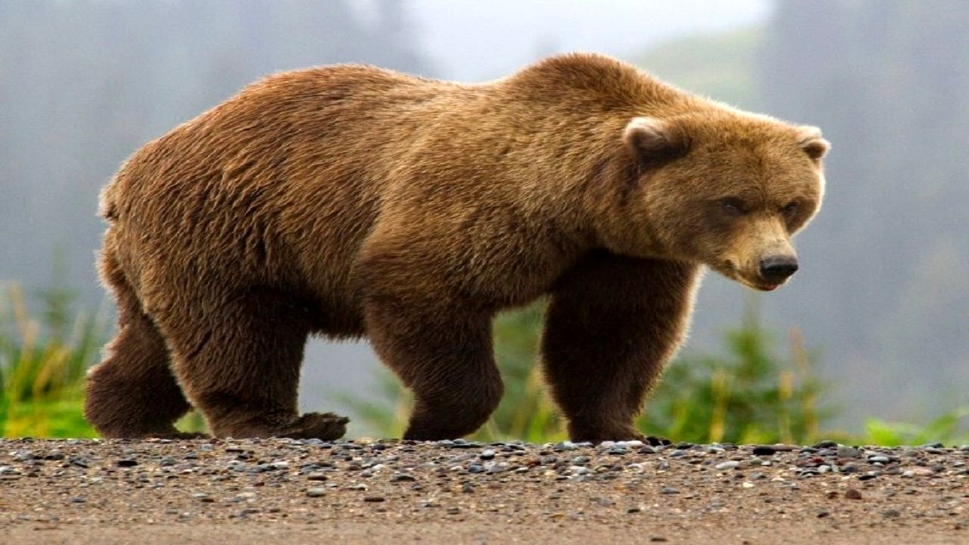 بازگشت خرس قهوه‌ای به همدان پس از نیم قرن