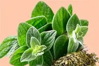  (ویدیو) این گیاه 30 برابر قوی تر از لیمو و سیر است! 