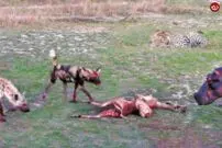 (ویدئو) جدال اسب‌آبی، سگ‌وحشی، کفتار و پلنگ بر سر لاشه ایمپالای باردار