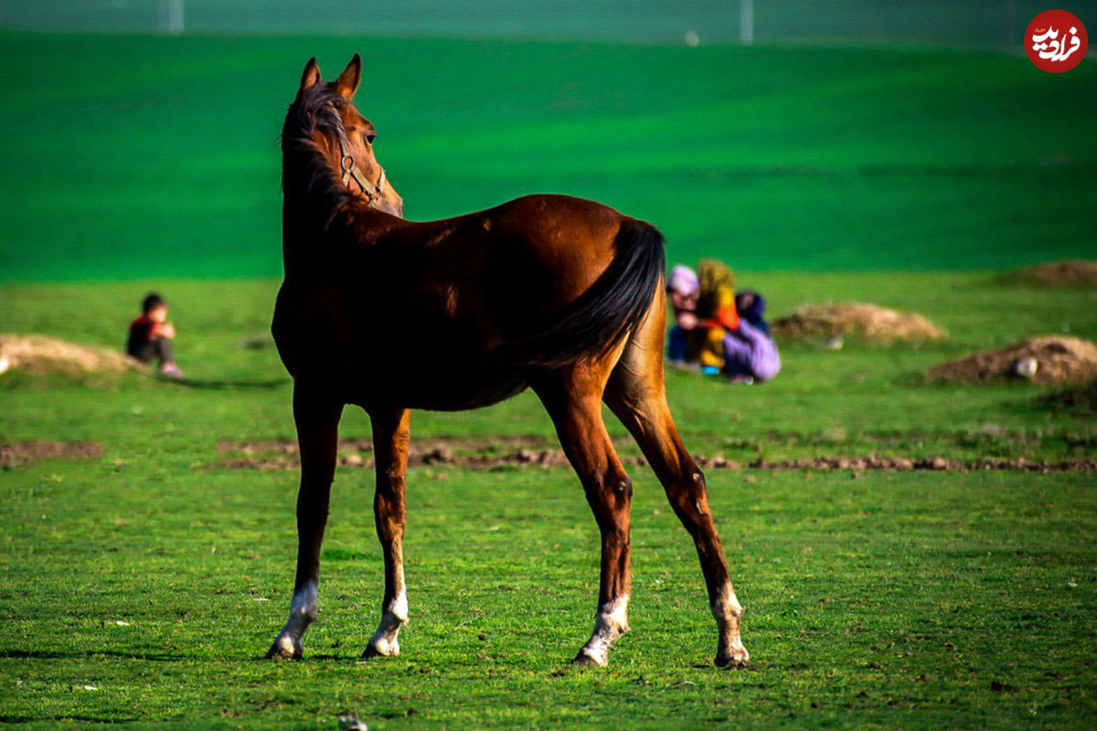 تکثیر ژنتیک برتر اسب با انتقال جنین