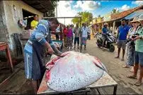 ببینید| برش زدن ماهرانه سفره ماهی غول پیکر 200 کیلوگرمی در سریلانکا