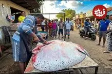 ببینید| برش زدن ماهرانه سفره ماهی غول پیکر 200 کیلوگرمی در سریلانکا