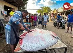ببینید| برش زدن ماهرانه سفره ماهی غول پیکر 200 کیلوگرمی در سریلانکا