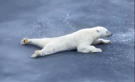 (ویدیو) وقتی خرس باهوش از فیزیک برای عبور از روی رودخانه یخ زده استفاده می کند 