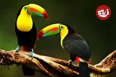 ببینید| 10 گونه از زیباترین  و رنگارنگ ترین توکان های جهان