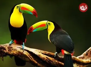 ببینید| 10 گونه از زیباترین  و رنگارنگ ترین توکان های جهان