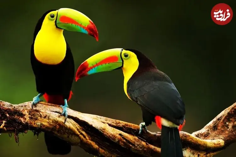 ببینید| 10 گونه از زیباترین  و رنگارنگ ترین توکان های جهان