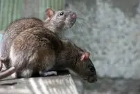 ویدئوی جنجالی از حضور موش‌ها در بخش ارتوپدی یک بیمارستان