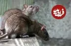 ویدئوی جنجالی از حضور موش‌ها در بخش ارتوپدی یک بیمارستان