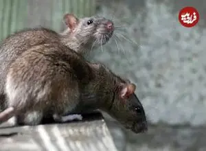 ویدئوی جنجالی از حضور موش‌ها در بخش ارتوپدی یک بیمارستان
