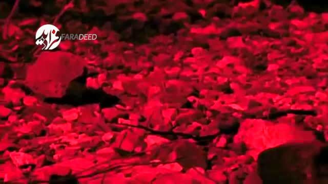ویدیو/ شکار حیرت‌انگیز مار زنگی توسط فاخته جسور!
