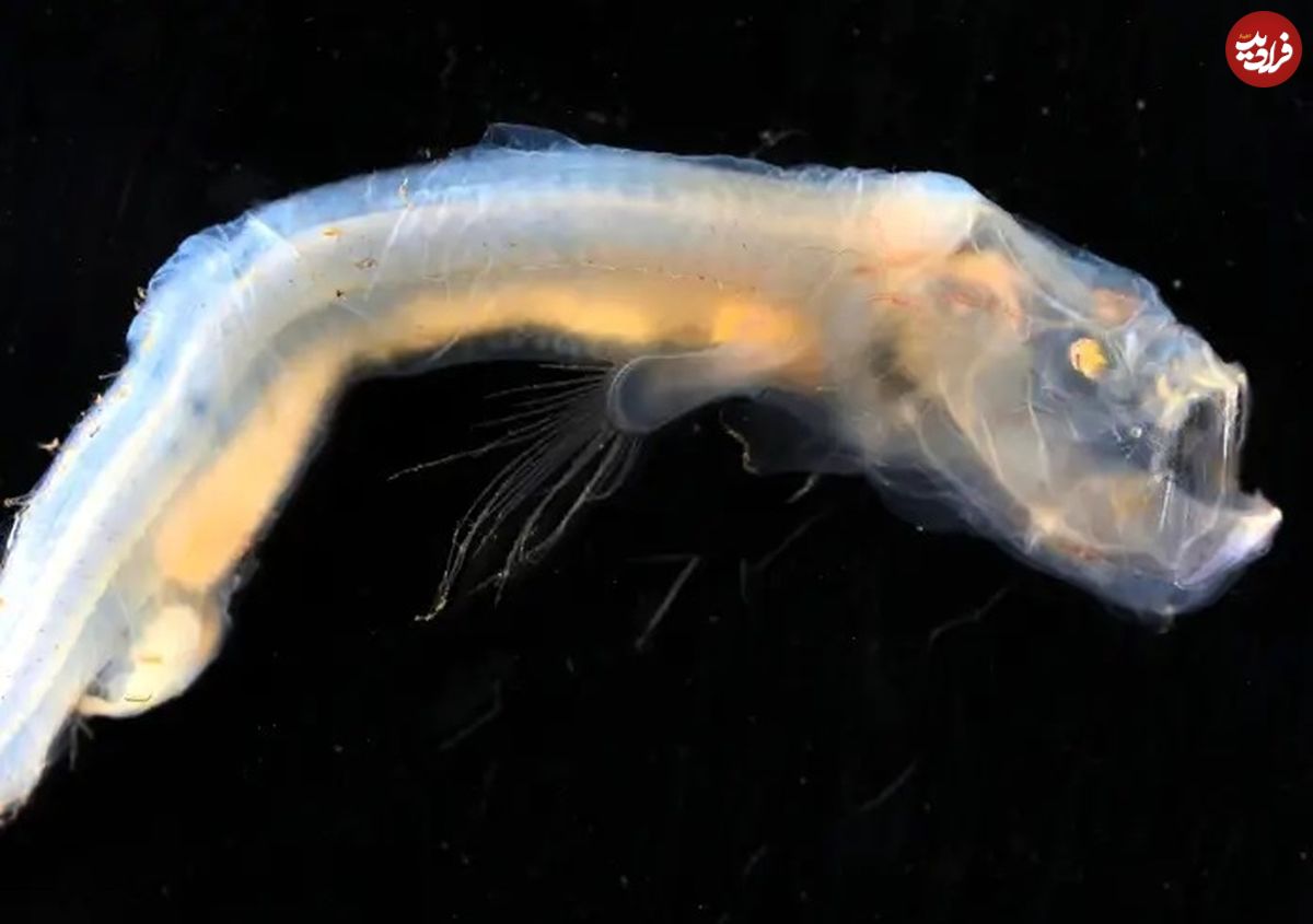تصاویری باورنکردنی از ترسناک‌ترین موجودات دریایی در اعماق اقیانوس