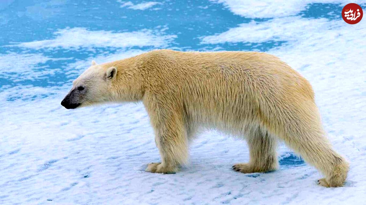 (ویدئو) حرکت بامزه خرس قطبی برای جلوگیری از شکسته شدن یخ‌