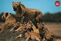 (ویدئو) بازی جالب و خطرناک بچه شیرها وسط جاده!