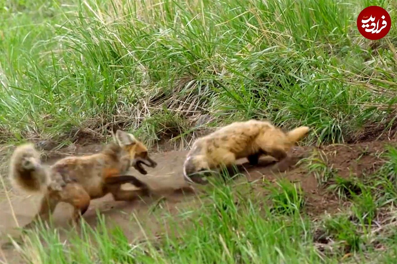 (ویدئو) جدال سهمگین و نادر روباه ماده و گورکن شجاع!