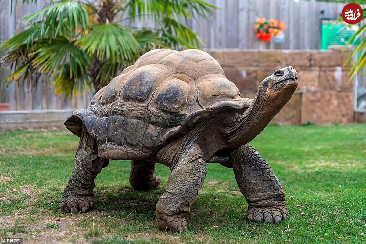 (تصاویر) لاک‌پشت پیری که با ۸ بچه جلوی انقراض نسل‌اش را گرفت!