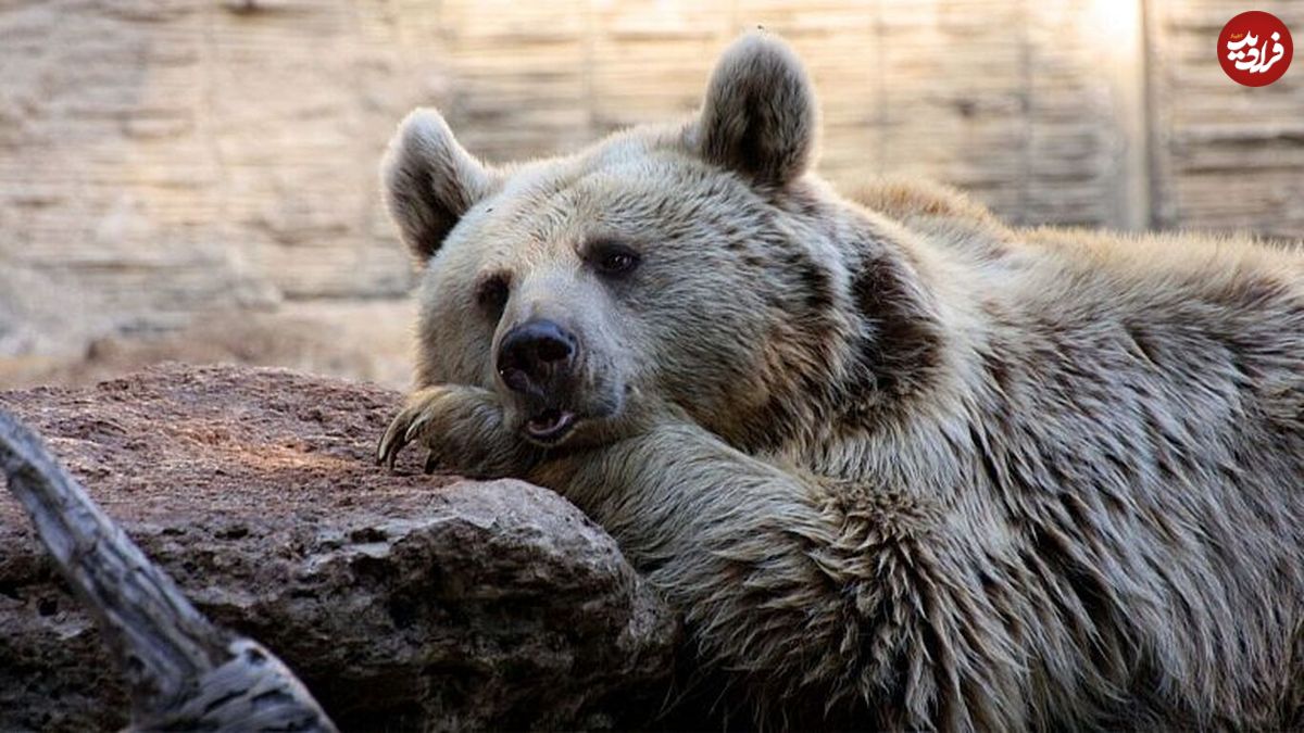 کشف تازه دانشمندان در مورد قدمت استفاده انسان از پوست خرس