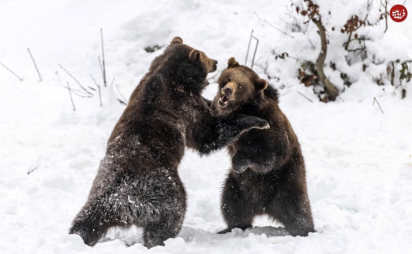 (ویدئو) کشتی گرفتن دیدنی خرس‌ها در حیات خلوت