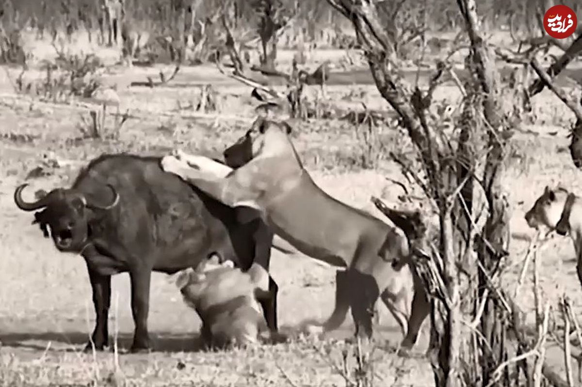 (ویدئو) دسته شیرهای گرسنه، بوفالوی عظیم الجثه را شکار کردند!