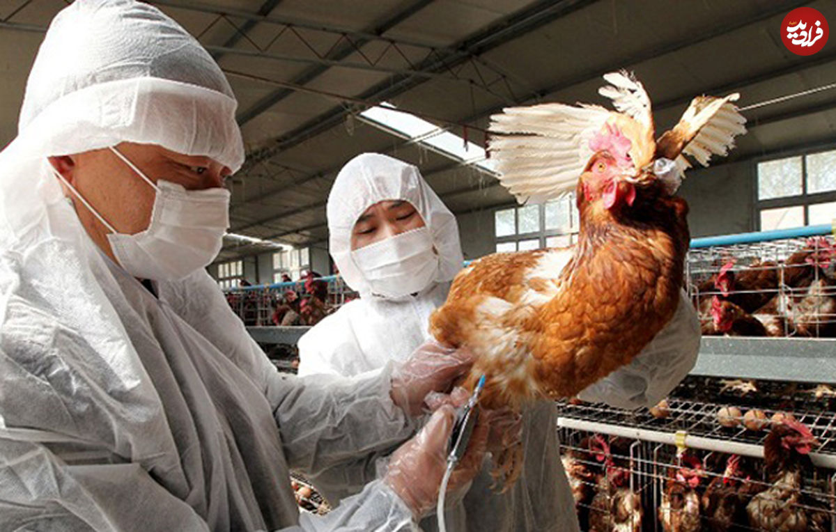 ابتلای انسانی به آنفلوانزای پرندگان بعید نیست