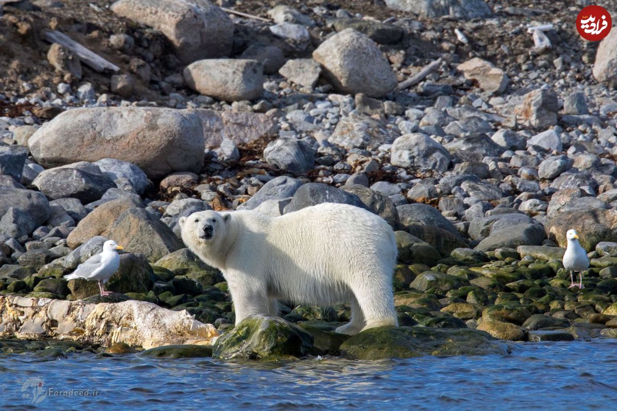 تصاویر/ کشته شدن خرس قطبی در نروژ