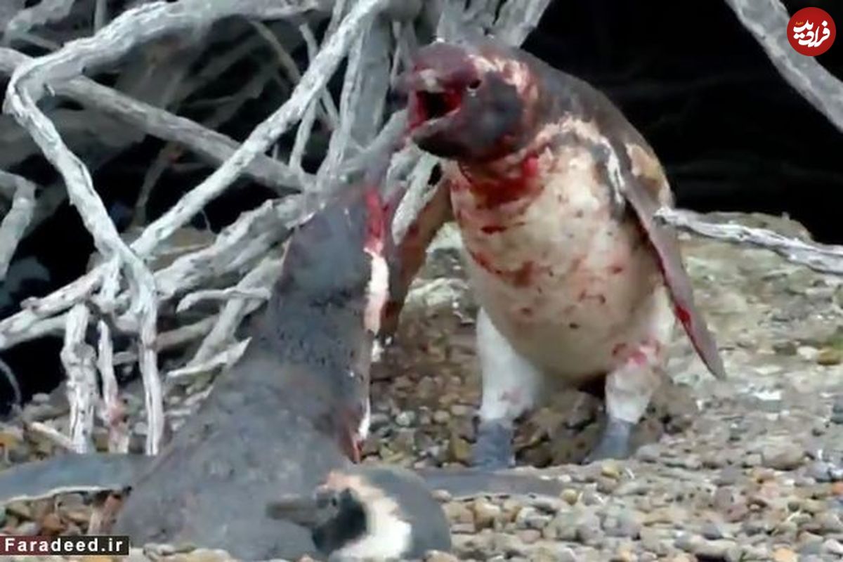 فیلم/ دعوای ناموسی و خونینِ دو پنگوئن!