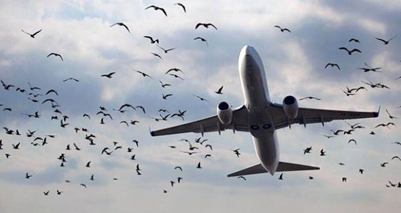 (ویدئو) برخورد خطرناک دسته پرندگان به دماغه و موتور هواپیما