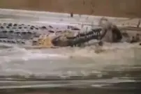 (ویدئو) تمساح گرسنه ناباورانه سگ وحشی را شکار کرد!