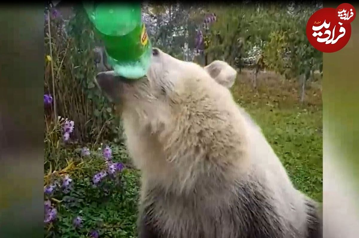 (ویدئو) این خرس‌ها، استاد سر کشیدن نوشابه در یک نفس هستند!