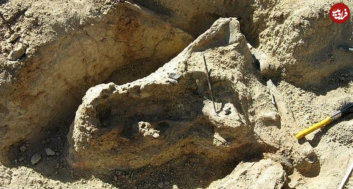 کشف جمجمه یک تمساح ۸ میلیون ساله!
