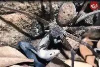 (ویدئو) این عنکبوت متخصص شکار مارمولک است!