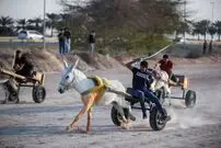 (ویدئو) اعتراض به مسابقه الاغ‌سواری در بحرین