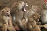 (ویدئو) زندگی شاد و بامزه بچه بابون‌ها