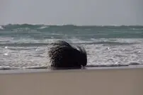 (ویدئو) شنای نادر و ناشیانه جوجه تیغی در اقیانوس از ترس شکار شدن!