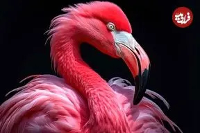 عکس‌هایی از شگفتی‌های طبیعت؛ از لبخند شامپانزه تا درخت رنگین‌کمان