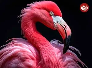 عکس‌هایی از شگفتی‌های طبیعت؛ از لبخند شامپانزه تا درخت رنگین‌کمان