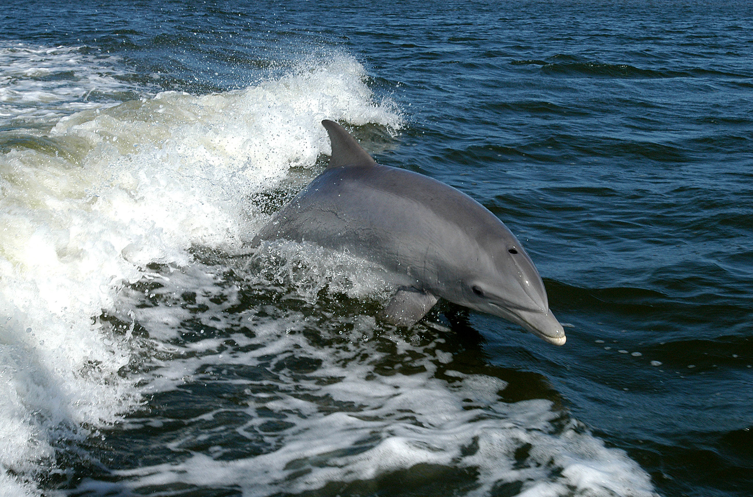 (ویدئو) پرش عجیب یک دلفین بازی گوش در قایق گردشگران جزیره هنگام