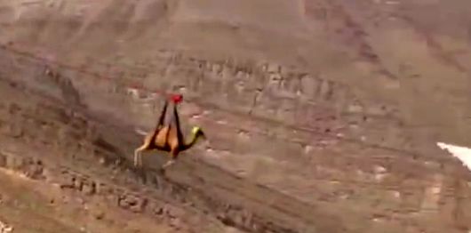 ( ویدیو) صحنه عجیب از زیپ لاین سواری شتر در امارات