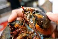 ببینید| غذای خیابانی در آمریکا؛ لابستر سرخ شده با چیپس ذرت در نیویورک