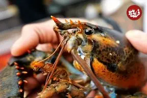 ببینید| غذای خیابانی در آمریکا؛ لابستر سرخ شده با چیپس ذرت در نیویورک