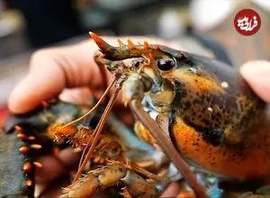 ببینید| غذای خیابانی در آمریکا؛ لابستر سرخ شده با چیپس ذرت در نیویورک