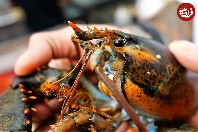 ببینید| غذای خیابانی در آمریکا؛ لابستر سرخ شده با چیپس ذرت در نیویورک