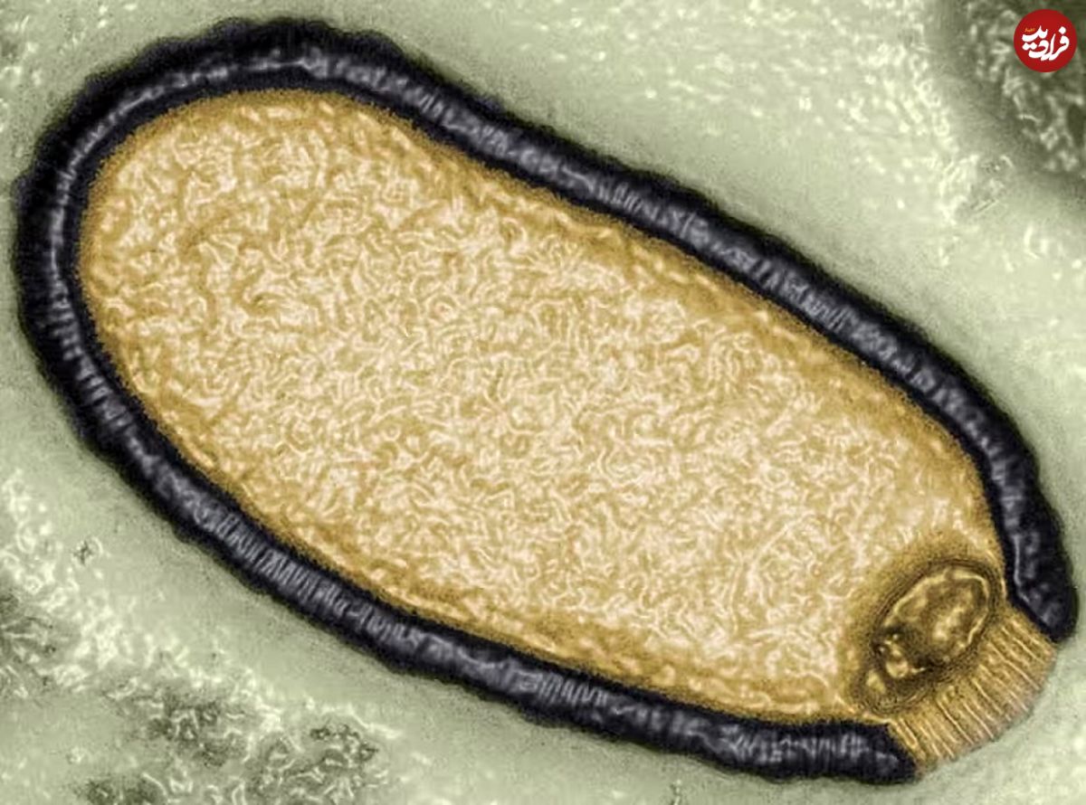هشدار دانشمندان؛ خطر شیوع «ویروس‌های باستانی» جدی است