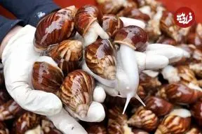 ببینید| غذای خیابانی در کره ؛ پرورش حلزون و پخت غذا با آن در سئول