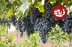 آشنایی انسان با این انگور به ۹ هزار سال پیش بازمی‌گردد!