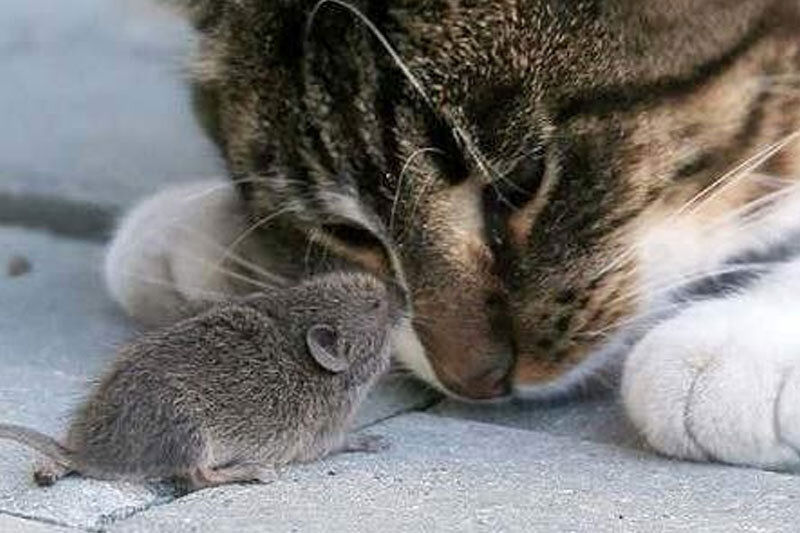 (ویدئو) تصاویری چندشناک از خوردن موش غول‌پیکر توسط گربه