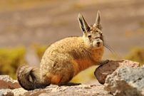 تصاویر؛ ویسکاچه؛ جونده ای که گاهی غمگین و خسته به نظر می رسد