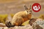 تصاویر؛ ویسکاچه؛ جونده ای که گاهی غمگین و خسته به نظر می رسد